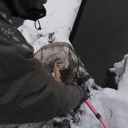 つりぼりあかし 釣果