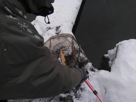 つりぼりあかし 釣果