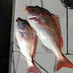 ブルースフィッシングサービス 釣果