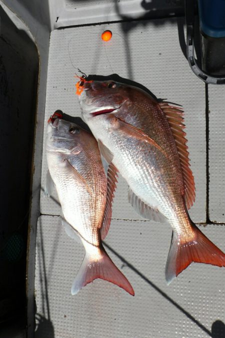 ブルースフィッシングサービス 釣果