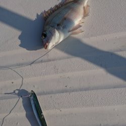 遊漁船 家入 釣果