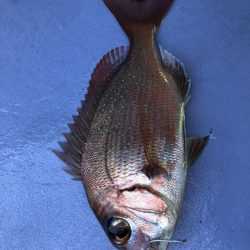 新幸丸 釣果