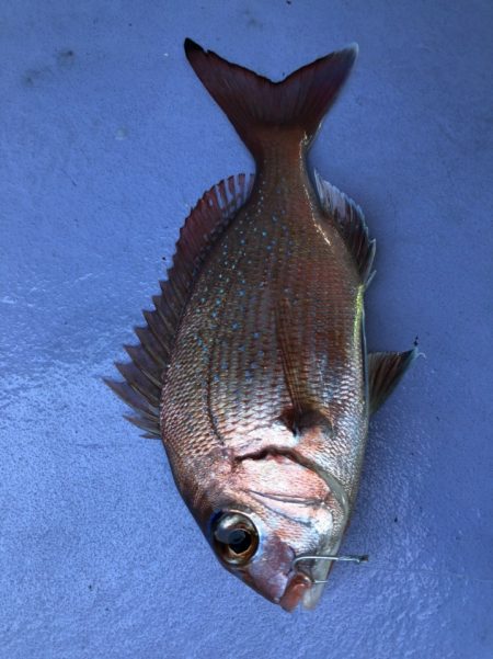新幸丸 釣果