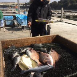海の釣堀 海恵 釣果