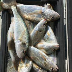 金沢八景鴨下丸 釣果