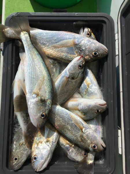 金沢八景鴨下丸 釣果