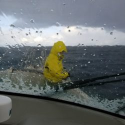 アマテラス 釣果