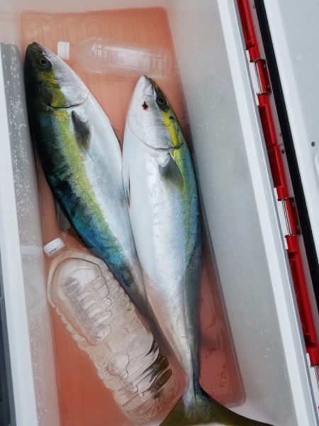みやけ丸 釣果