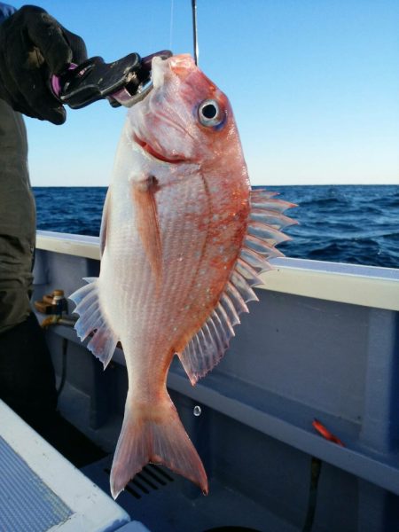 新幸丸 釣果