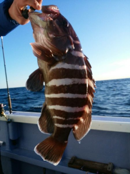 新幸丸 釣果