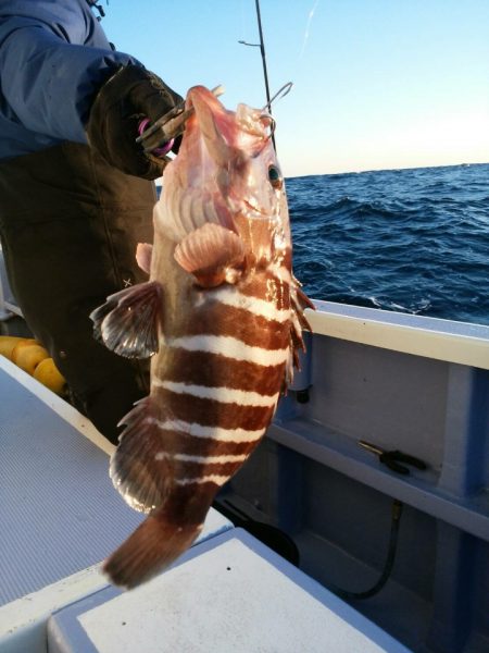 新幸丸 釣果