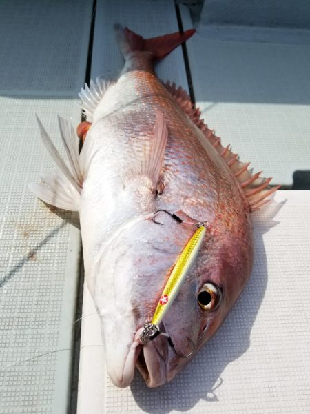 アマテラス 釣果