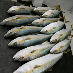 光生丸 釣果