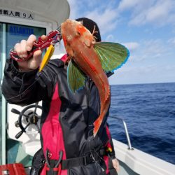 アマテラス 釣果