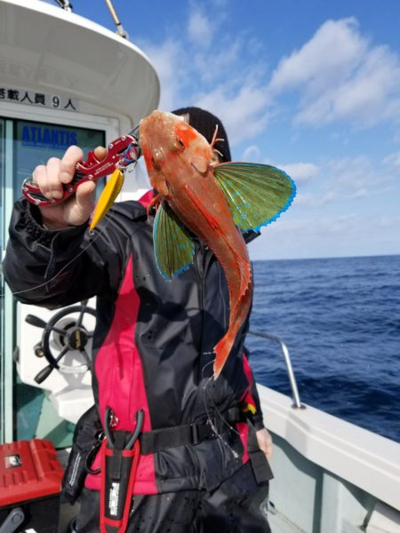 アマテラス 釣果
