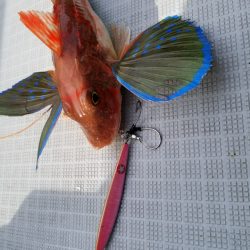 アマテラス 釣果