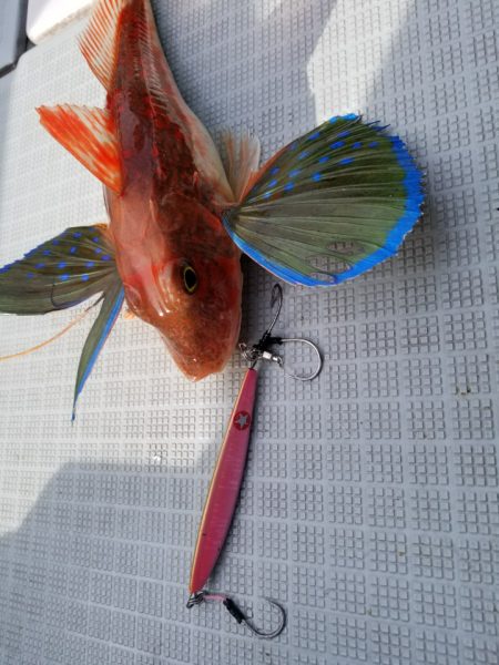 アマテラス 釣果