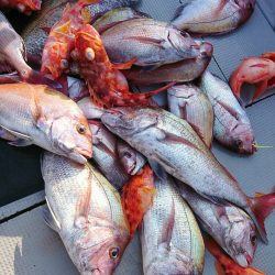 ブルースフィッシングサービス 釣果