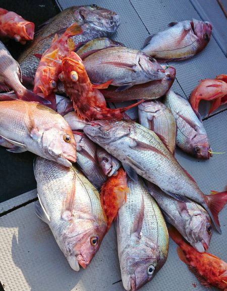 ブルースフィッシングサービス 釣果