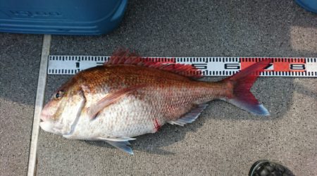 ARCADIAⅡ (アルカディアⅡ) 釣果