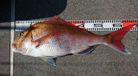 ARCADIAⅡ (アルカディアⅡ) 釣果