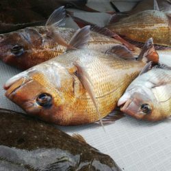 タイラバ遊漁船 ワンピース 釣果