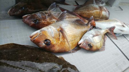 タイラバ遊漁船 ワンピース 釣果