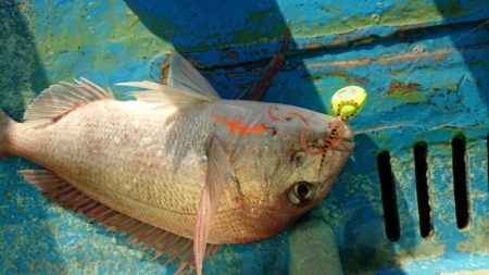 だて丸 釣果