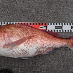 ARCADIAⅡ （アルカディアⅡ） 釣果