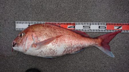 ARCADIAⅡ （アルカディアⅡ） 釣果