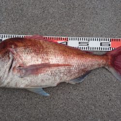 ARCADIAⅡ （アルカディアⅡ） 釣果