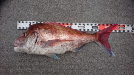 ARCADIAⅡ （アルカディアⅡ） 釣果