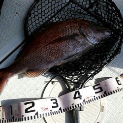 タイラバ遊漁船 ワンピース 釣果