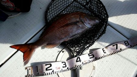 タイラバ遊漁船 ワンピース 釣果