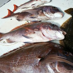 タイラバ遊漁船 ワンピース 釣果