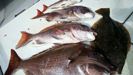 タイラバ遊漁船 ワンピース 釣果