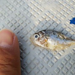 タイラバ遊漁船 ワンピース 釣果