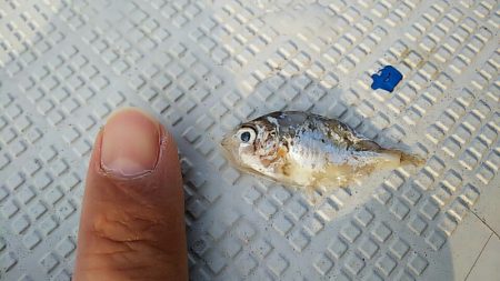 タイラバ遊漁船 ワンピース 釣果