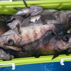 海龍丸（石川） 釣果