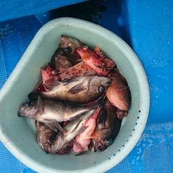 海龍丸（石川） 釣果