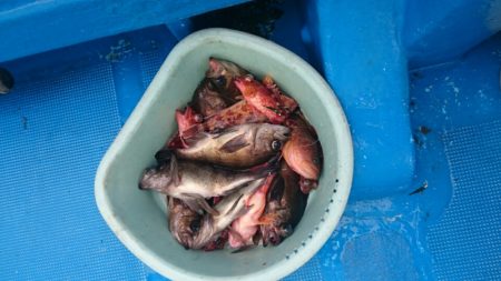 海龍丸（石川） 釣果