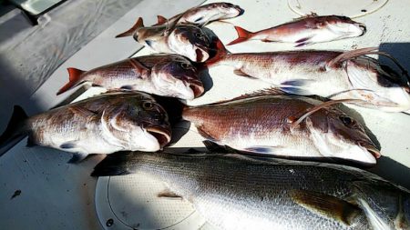 タイラバ遊漁船 ワンピース 釣果