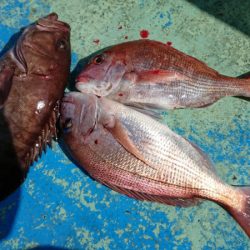 だて丸 釣果