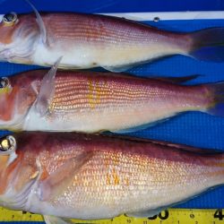 第三共栄丸 釣果