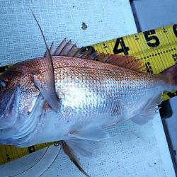 タイラバ遊漁船 ワンピース 釣果