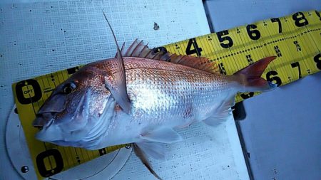 タイラバ遊漁船 ワンピース 釣果