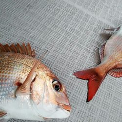 タイラバ遊漁船 ワンピース 釣果