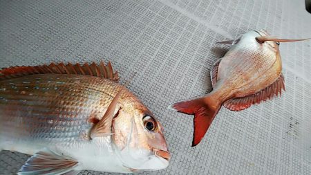 タイラバ遊漁船 ワンピース 釣果