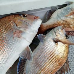 タイラバ遊漁船 ワンピース 釣果