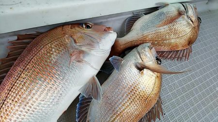 タイラバ遊漁船 ワンピース 釣果